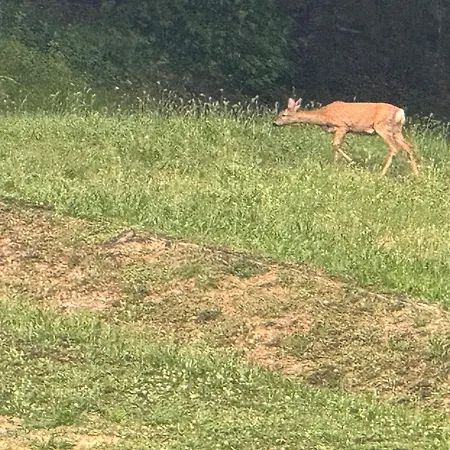 La Corte Dei Celti -10 * San Benedetto Del Querceto