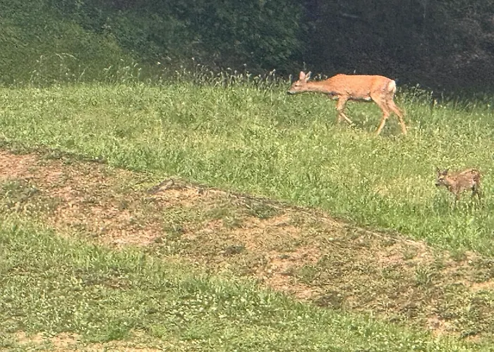 La Corte Dei Celti -10 * San Benedetto Del Querceto